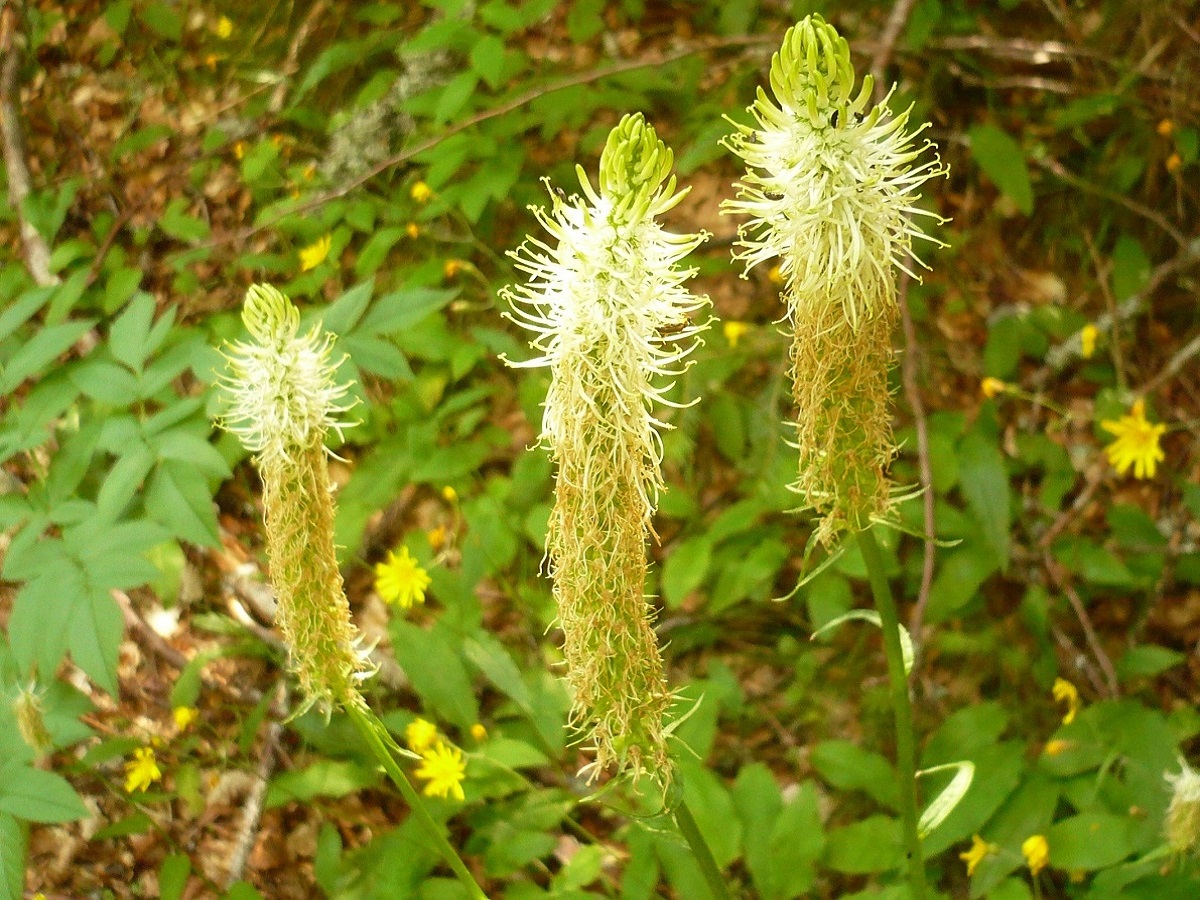Phyteuma spicatum (Campanulaceae)